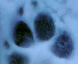 �����-�������� ���������